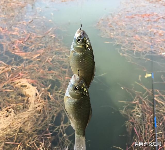 廊坊釣魚網(wǎng)最新魚訊，探索魚類的奧秘與釣魚的樂趣